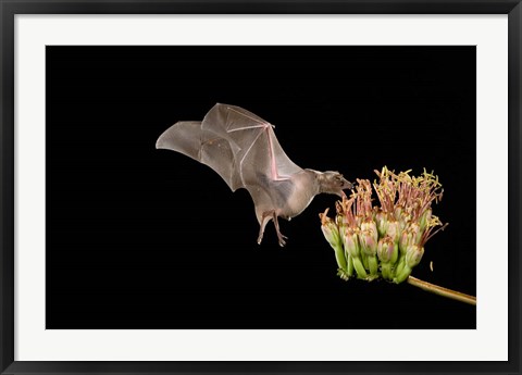 Framed Lesser Long-nosed Bat Print