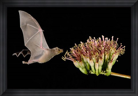 Framed Lesser Long-Nosed Bat in Flight Feeding on Agave Blossom, Tuscon, Arizona Print