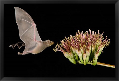 Framed Lesser Long-Nosed Bat in Flight Feeding on Agave Blossom, Tuscon, Arizona Print