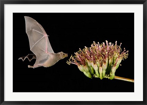 Framed Lesser Long-Nosed Bat in Flight Feeding on Agave Blossom, Tuscon, Arizona Print