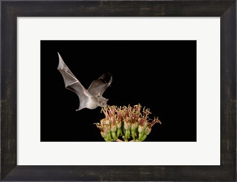 Framed Mexican Long-tongued Bat, Agave Blossom, Arizona Print