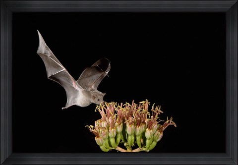 Framed Mexican Long-tongued Bat, Agave Blossom, Arizona Print