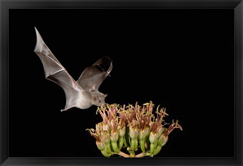 Framed Mexican Long-tongued Bat, Agave Blossom, Arizona Print