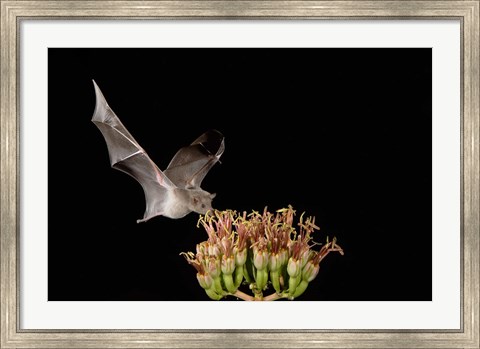 Framed Mexican Long-tongued Bat, Agave Blossom, Arizona Print
