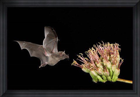 Framed Mexican Long-tongued Bat Print