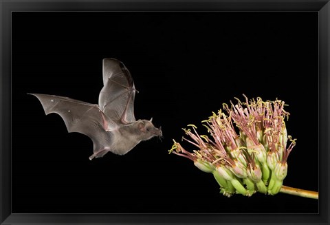 Framed Mexican Long-tongued Bat Print