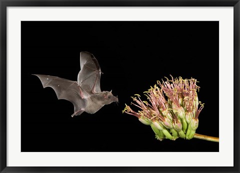 Framed Mexican Long-tongued Bat Print