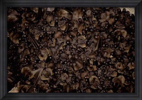 Framed Madagascar, Ankarana, Tongue-clicking fruit bat wildlife Print
