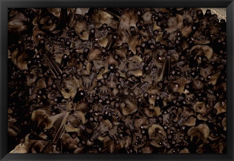 Framed Madagascar, Ankarana, Tongue-clicking fruit bat wildlife Print
