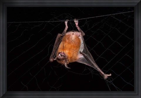 Framed Fishing Bat, Iwokrama Forest Reserve, Guyana Print