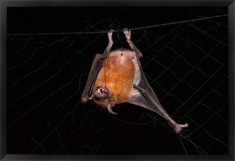 Framed Fishing Bat, Iwokrama Forest Reserve, Guyana Print