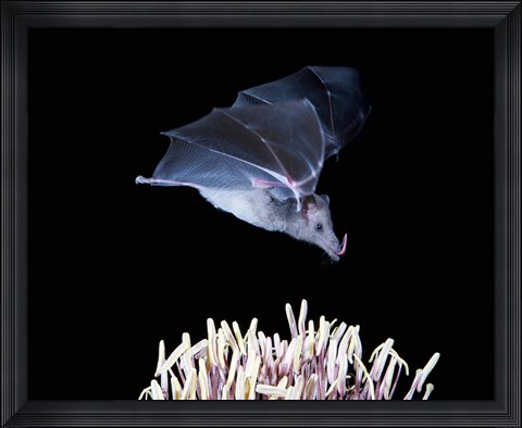 Framed Leafnosed fruit bat, agave, Tucson, Arizona, USA Print