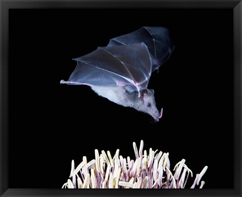 Framed Leafnosed fruit bat, agave, Tucson, Arizona, USA Print