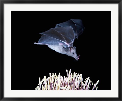 Framed Leafnosed fruit bat, agave, Tucson, Arizona, USA Print