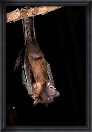 Framed USA, Pennsylvania, Giant Fruit Bat Print
