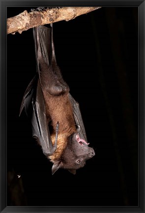 Framed USA, Pennsylvania, Giant Fruit Bat Print