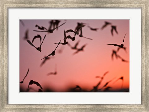 Framed Mexican Free-tailed Bats emerging from Frio Bat Cave, Concan, Texas, USA Print