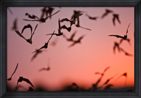 Framed Mexican Free-tailed Bats emerging from Frio Bat Cave, Concan, Texas, USA Print