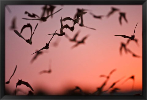 Framed Mexican Free-tailed Bats emerging from Frio Bat Cave, Concan, Texas, USA Print