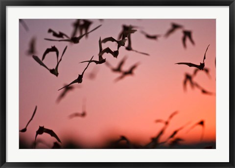 Framed Mexican Free-tailed Bats emerging from Frio Bat Cave, Concan, Texas, USA Print