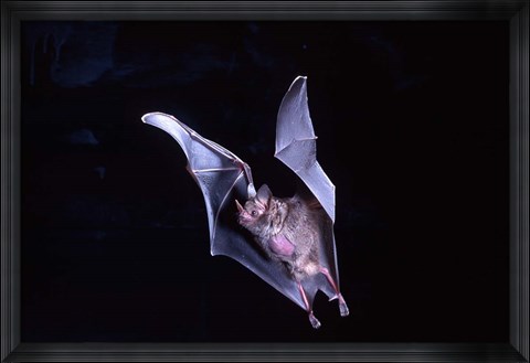 Framed Leaf-nosed Fruit Bat wildlife Print