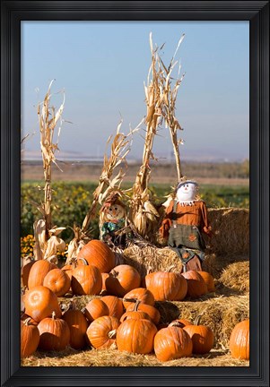 Framed Pumpkin, hay bales, scarecrows, Fruitland, Idaho Print