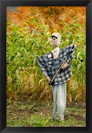 Framed New York, Cooperstown, Farmers Museum Fall cornfield with scarecrow Print