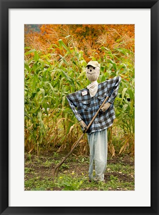 Framed New York, Cooperstown, Farmers Museum Fall cornfield with scarecrow Print