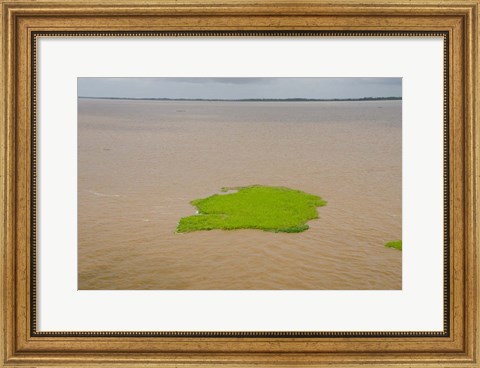 Framed Brazil, Amazon, Manaus The Meeting of the Waters Floating plant mat Print