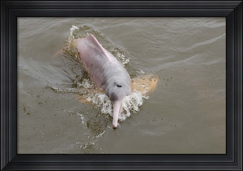 Framed Brazil, Amazonas, Rio Tapajos Freshwater pink Amazon dolphin Print