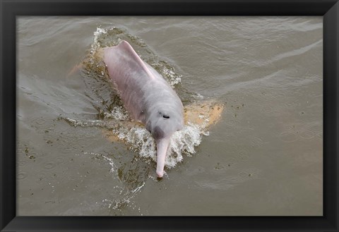 Framed Brazil, Amazonas, Rio Tapajos Freshwater pink Amazon dolphin Print