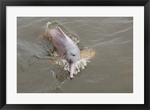 Framed Brazil, Amazonas, Rio Tapajos Freshwater pink Amazon dolphin Print