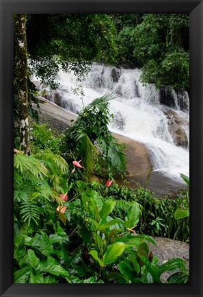 Framed Rainforest waterfall, Serra da Bocaina NP, Parati, Brazil (vertical) Print