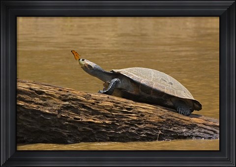 Framed Turtle Atop Rock with Butterfly on its Nose, Madre de Dios, Amazon River Basin, Peru Print