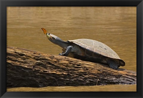 Framed Turtle Atop Rock with Butterfly on its Nose, Madre de Dios, Amazon River Basin, Peru Print