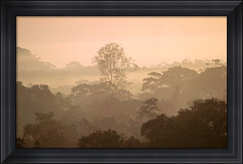 Framed Mist over Canopy, Amazon, Ecuador Print