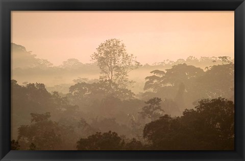 Framed Mist over Canopy, Amazon, Ecuador Print