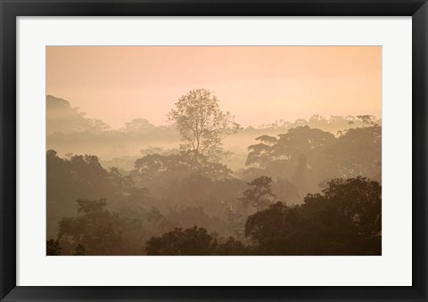 Framed Mist over Canopy, Amazon, Ecuador Print