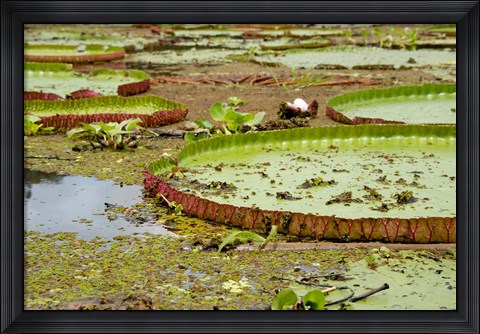 Framed Brazil, Amazon, Valeria River, Boca da Valeria Giant Amazon lily pads Print