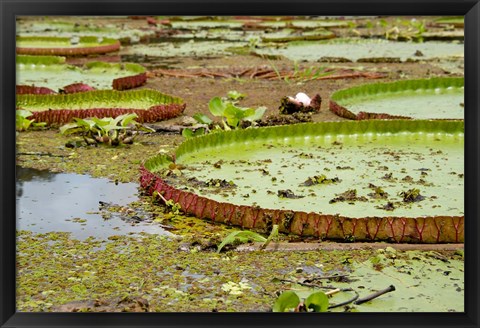 Framed Brazil, Amazon, Valeria River, Boca da Valeria Giant Amazon lily pads Print