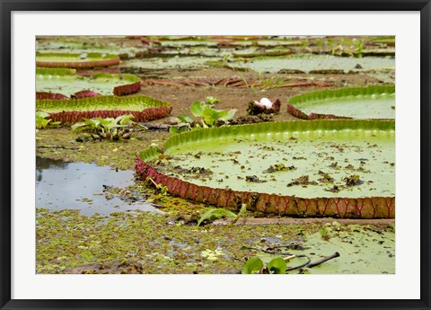 Framed Brazil, Amazon, Valeria River, Boca da Valeria Giant Amazon lily pads Print