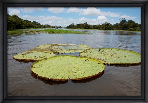 Framed Giant Amazon lily pads, Valeria River, Boca da Valeria, Amazon, Brazil Print