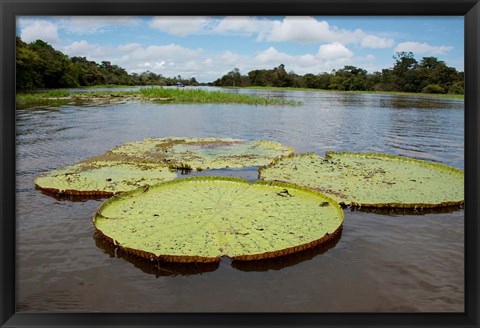 Framed Giant Amazon lily pads, Valeria River, Boca da Valeria, Amazon, Brazil Print