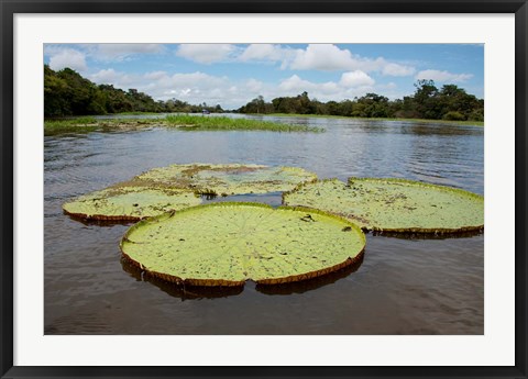 Framed Giant Amazon lily pads, Valeria River, Boca da Valeria, Amazon, Brazil Print