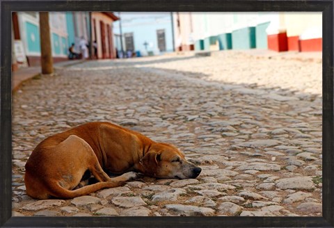 Framed Cuba, Trinidad Dog sleeping in the street Print