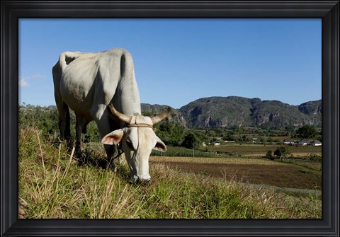 Framed Ox Grazing, Farm animals, Vinales, Cuba Print