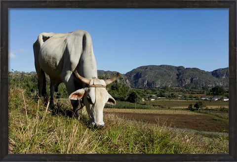 Framed Ox Grazing, Farm animals, Vinales, Cuba Print