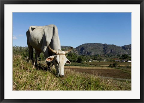 Framed Ox Grazing, Farm animals, Vinales, Cuba Print