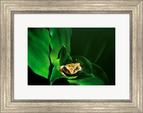 Framed Coqui Frog in Puerto Rico Print