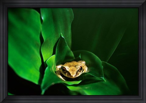 Framed Coqui Frog in Puerto Rico Print